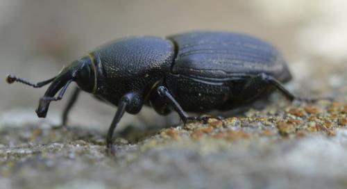 Sphenophorus abbreviatus